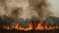 Dampak Kebakaran Hutan Mengancam Gaya Hidup Sehat Kita